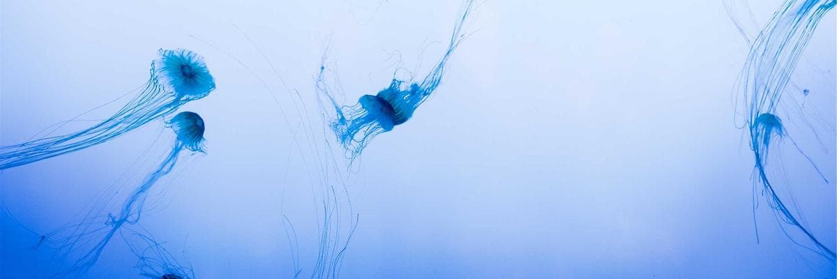 Senior & Social Engagement